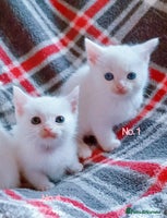 Mixed Breed cats - Advert 3
