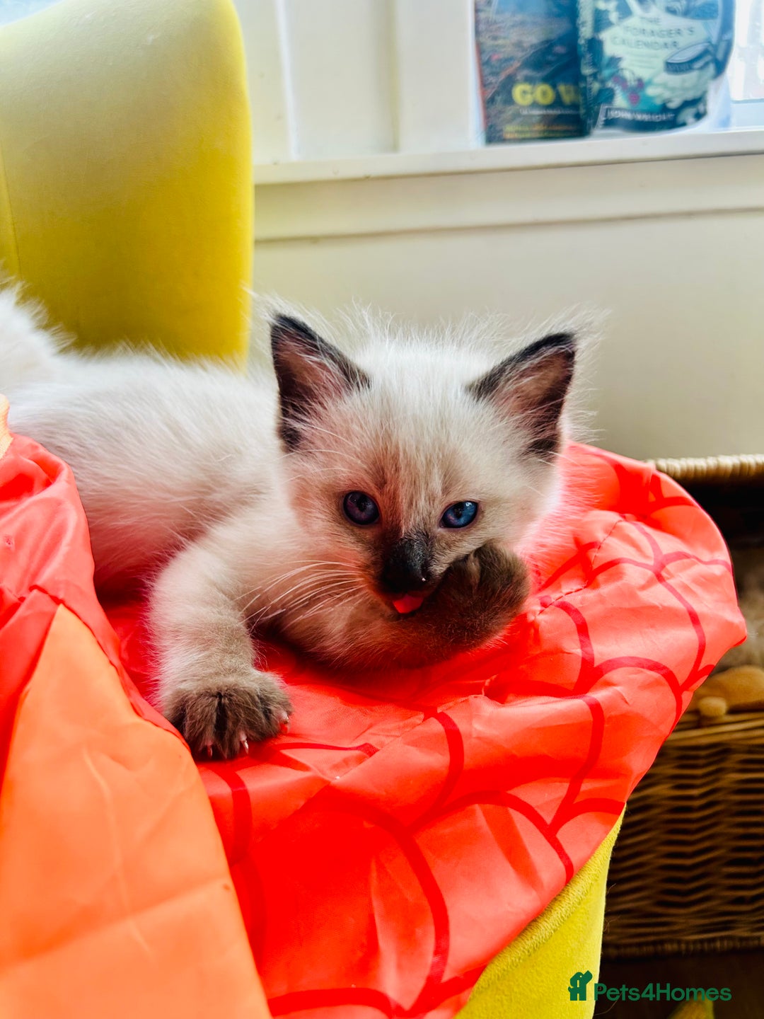 Ragdoll cats for sale: Ragdoll Kittens  - Image 5