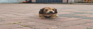 Miniature Dachshund Puppy 7