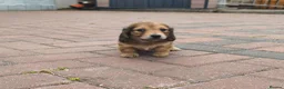 Miniature Dachshund dogs for sale:  Long haired mini dachshunds ready to leave  - Advert 19