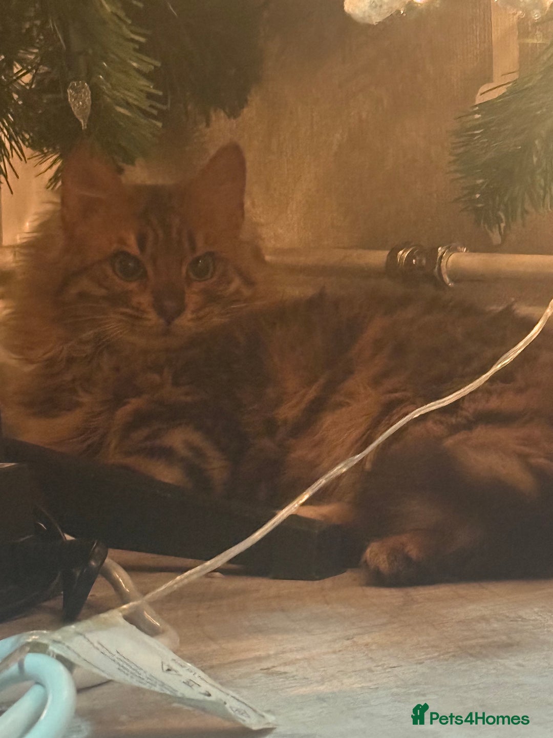 Bengal cats for sale: Cashmere Bengal girl  - Advert 5