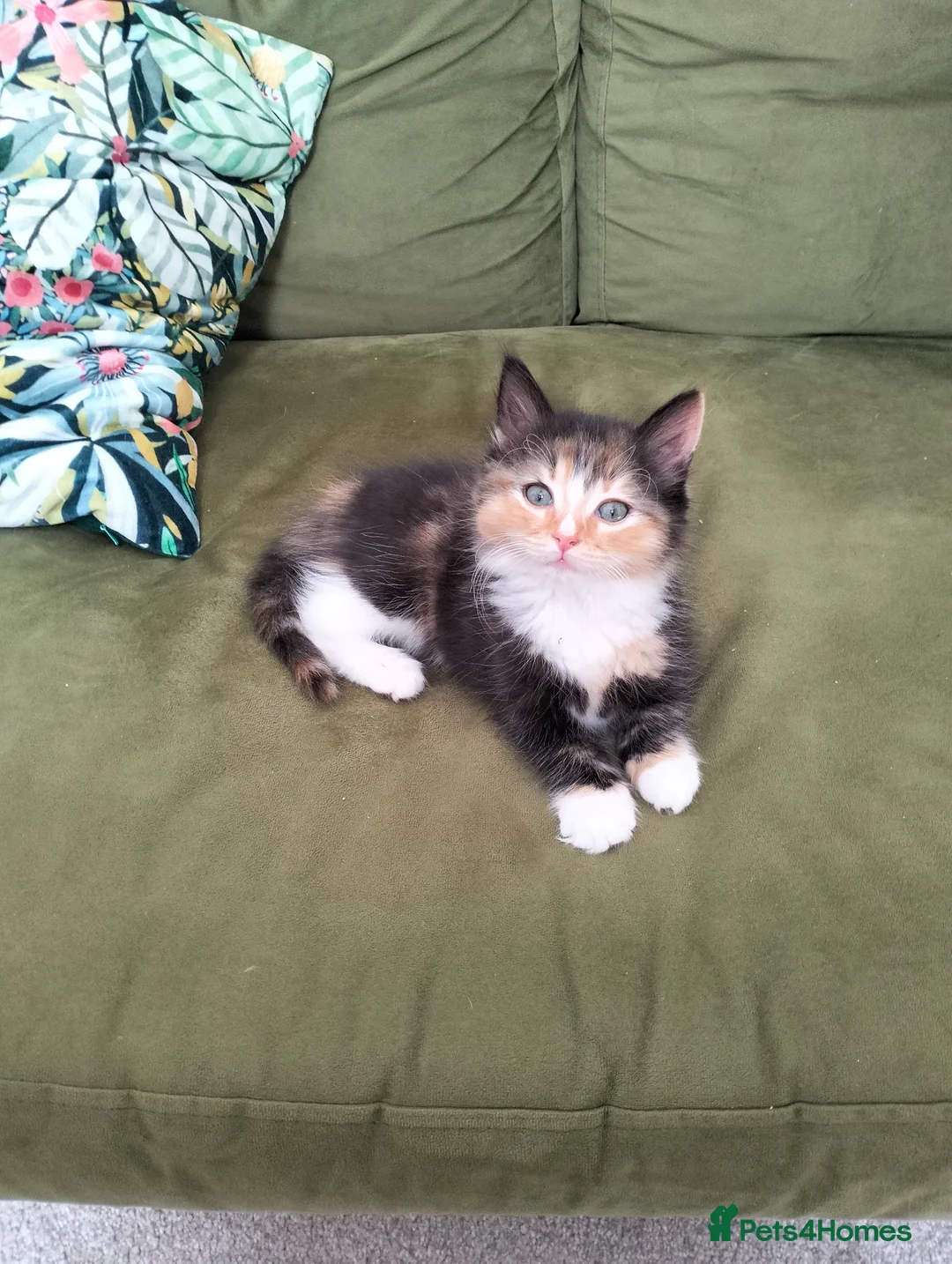 Ragcoon cats for sale: Beautiful Ragkoon kitten in Liverpool - Advert 8
