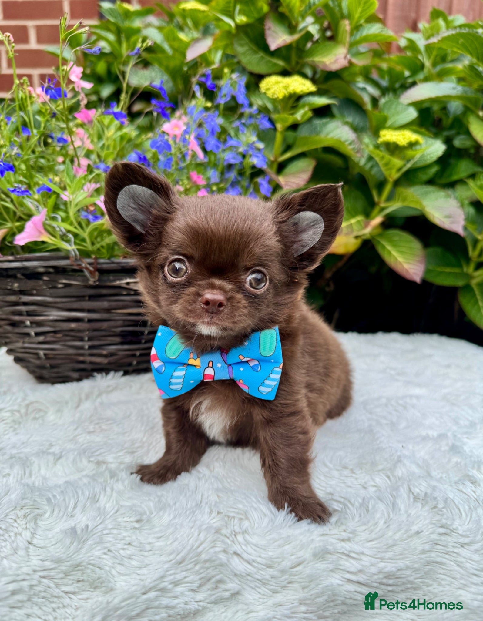Chihuahua dogs 💙🤎 Unique KC LC Choco Chihuahuas, 2 Boys 🤎💙 - Advert 2