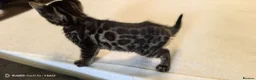 Bengal cats for sale: Little Bengal babies  - Advert 15
