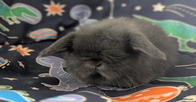 Mini Lop rabbits Mini lop  - Advert 3