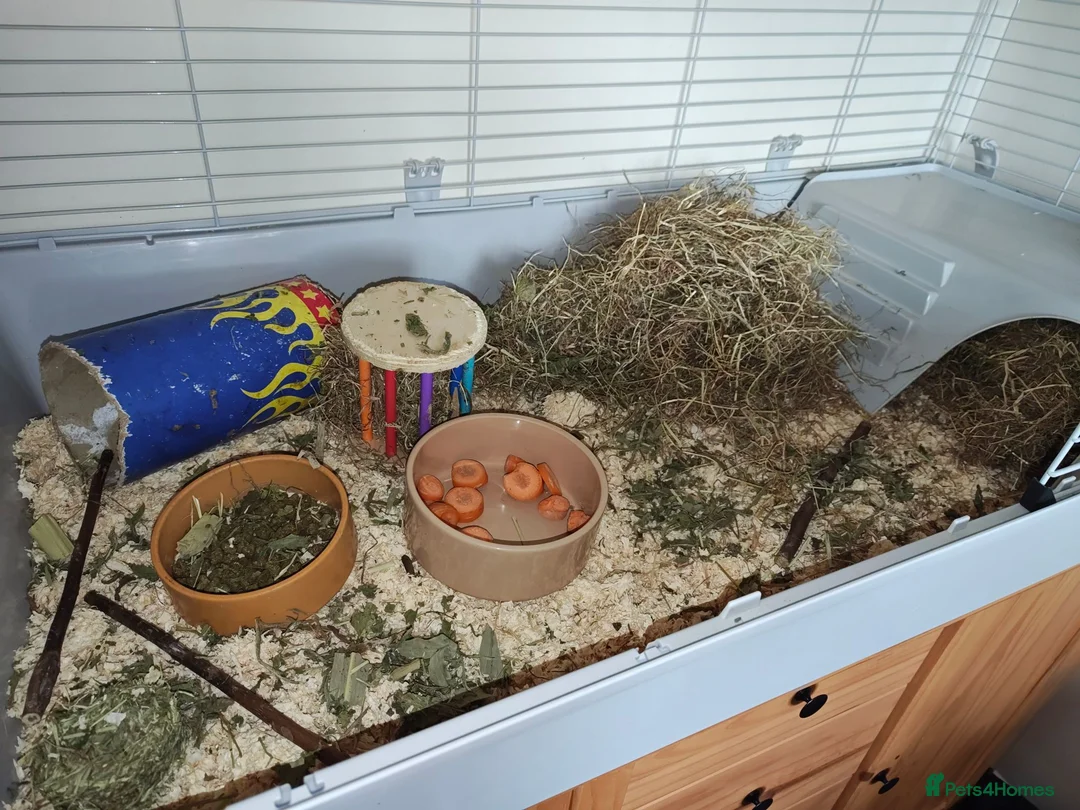 Guinea Pig rodents for sale: Male Guinea pig for sale  - Advert 5