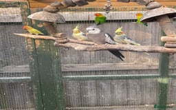 Mixed Breed birds for sale: Various birds for sale - Image 19