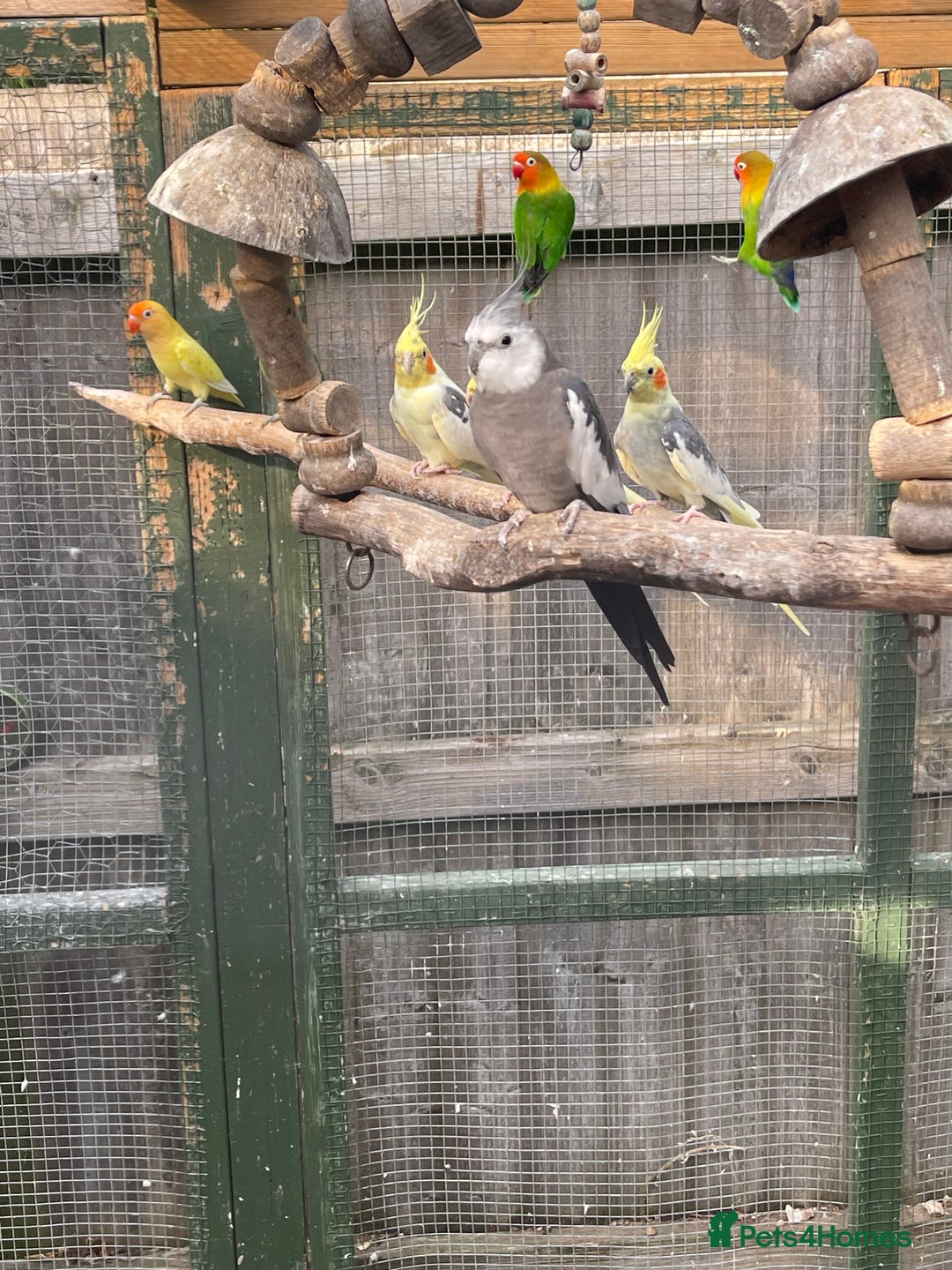 Mixed Breed birds for sale: Various birds for sale - Image 19