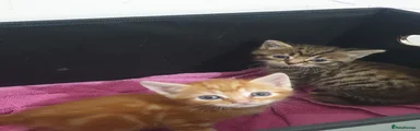 Milo and meaw meaw 
