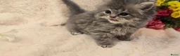 Persian cats for sale: Beautiful Persian babies ready now   - Advert 15