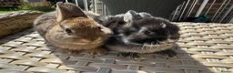 Netherland Dwarf rabbits for sale: Lovely Netherland Dwarf baby rabbits. - Advert 7