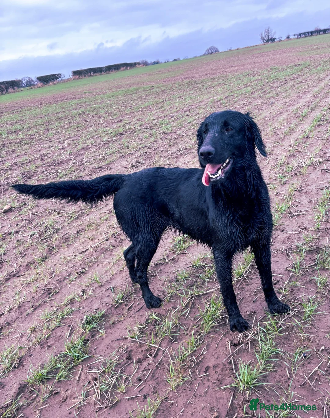 Mixed Breed dogs for sale: Stunning and rare, Flat Coat X Golden Retrievers - Advert 14