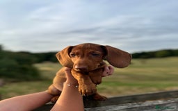 Dachshund dogs for sale: Beautiful puppies of standard dachshund  - Image 2