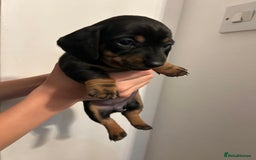 Dachshund dogs for sale: 5 stunning Dachshund puppies - Image 19