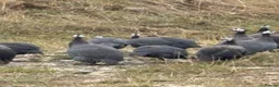 Guinea Fowl poultry for sale: Guinea Fowl - Advert 8