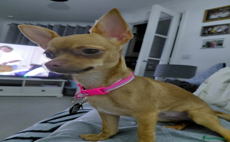 Chihuahua dogs - Advert 1