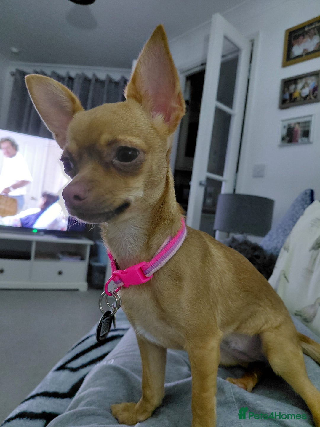 Chihuahua dogs for sale: Female chihuahua pup - Image 1