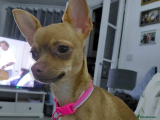 Chihuahua dogs - Advert 1