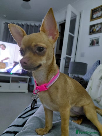 Chihuahua dogs - Advert 1