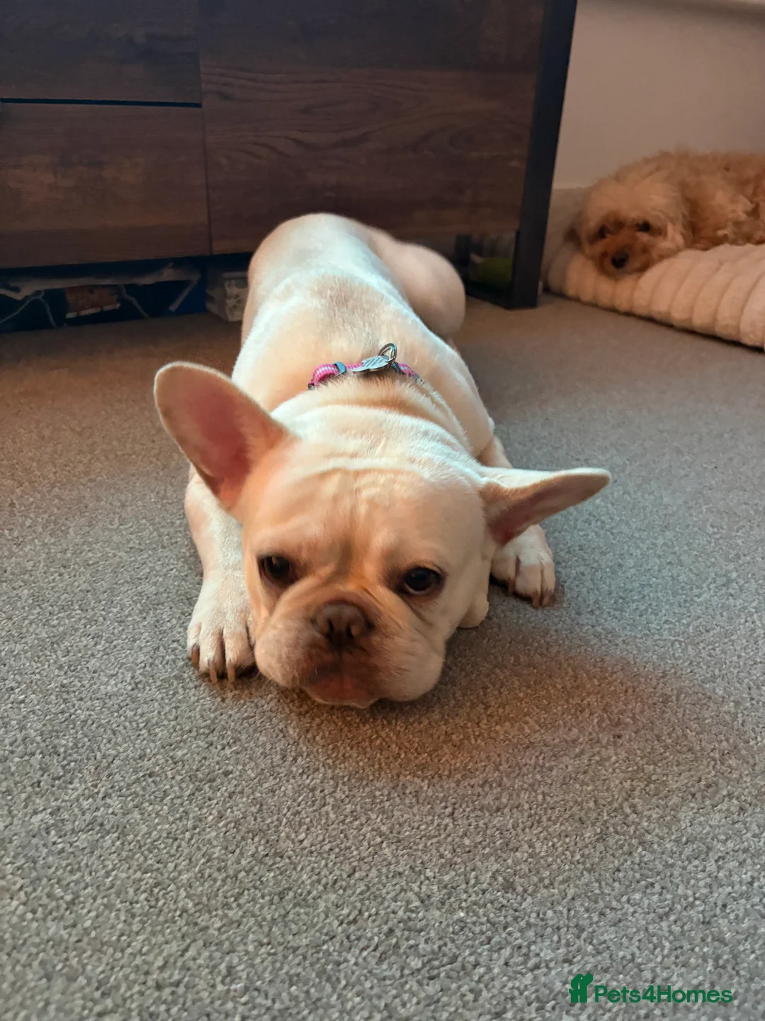 French Bulldog dogs for sale: French bulldog for sale - Advert 2