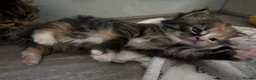 Mixed Breed cats for sale:  Stunning, Friendly & Confident Kittens - Advert 15