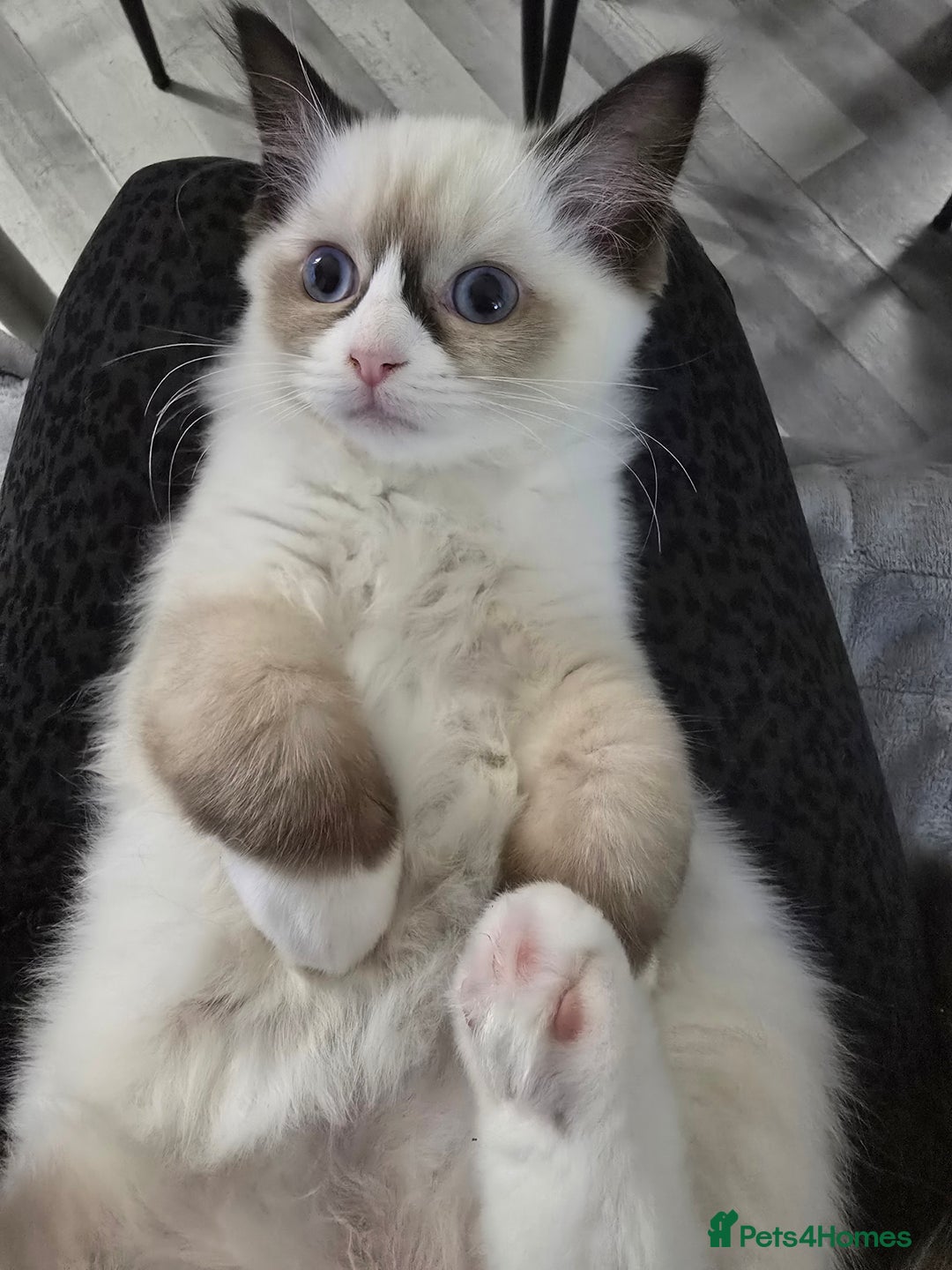 Ragdoll cats for sale: Gccf registered little Queens available 🥰 - Advert 35