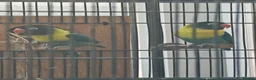 Lovebirds birds for sale: Breeding pair of lovebirds with DNA turquoise - Advert 3