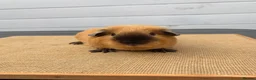 Guinea Pig rodents for sale: Cream & Black Point Californian brother - Advert 5