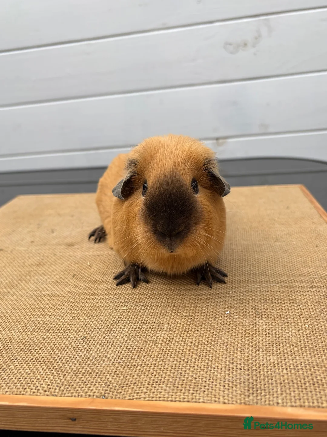 Guinea Pig rodents for sale: Cream & Black Point Californian brother - Advert 5