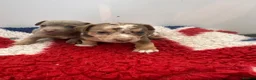 Jack Russell dogs for sale: Jack Russell Puppy - Advert 8