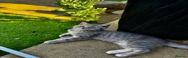 British Shorthair 2
