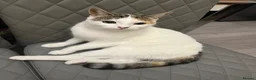 Mixed Breed cats for sale: Kittens for sale in Sale - Advert 4