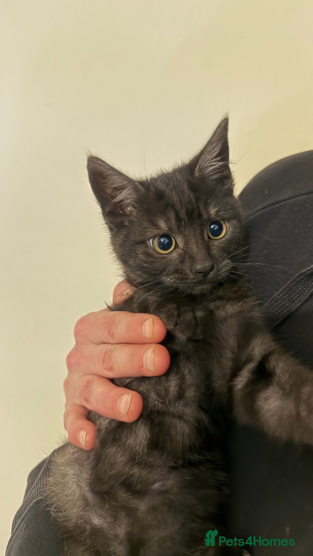 Domestic Shorthair cats for sale: Lovely kitten ready for forever home  - Advert 3