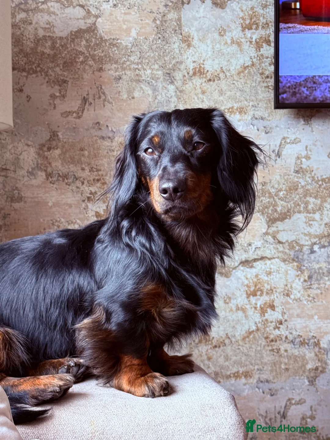 Dachshund dogs for stud: Male dachshund for stud in Witham - Advert 1