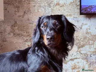 Dachshund dogs Male dachshund for stud - Advert 1