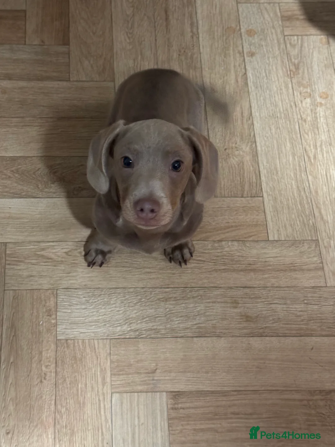 Miniature Dachshund dogs for sale: 4 month old miniature dashhound  - Advert 8