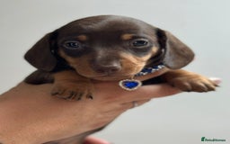 Miniature Dachshund dogs for sale: Beautiful smooth haired miniature dachshunds - Image 3