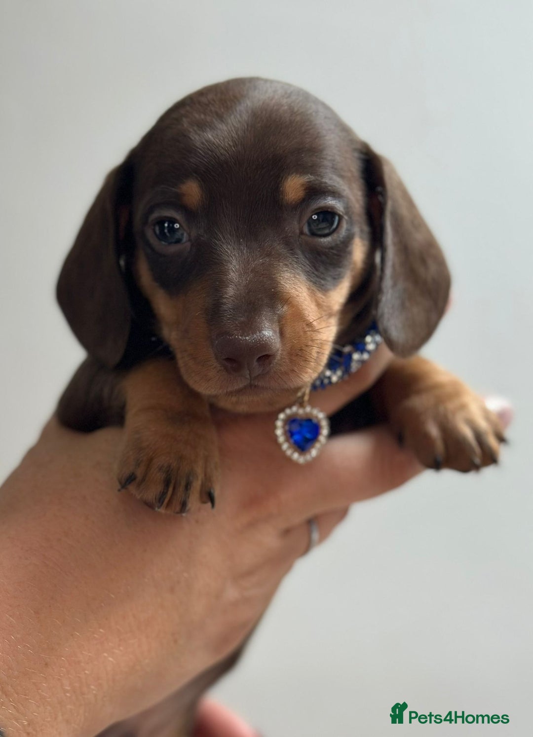 Miniature Dachshund dogs for sale: Beautiful smooth haired miniature dachshunds - Image 3