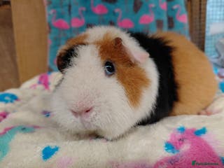 Guinea Pig rodents Retired Teddies / Longhaired Retired Young Adults. - Advert 9