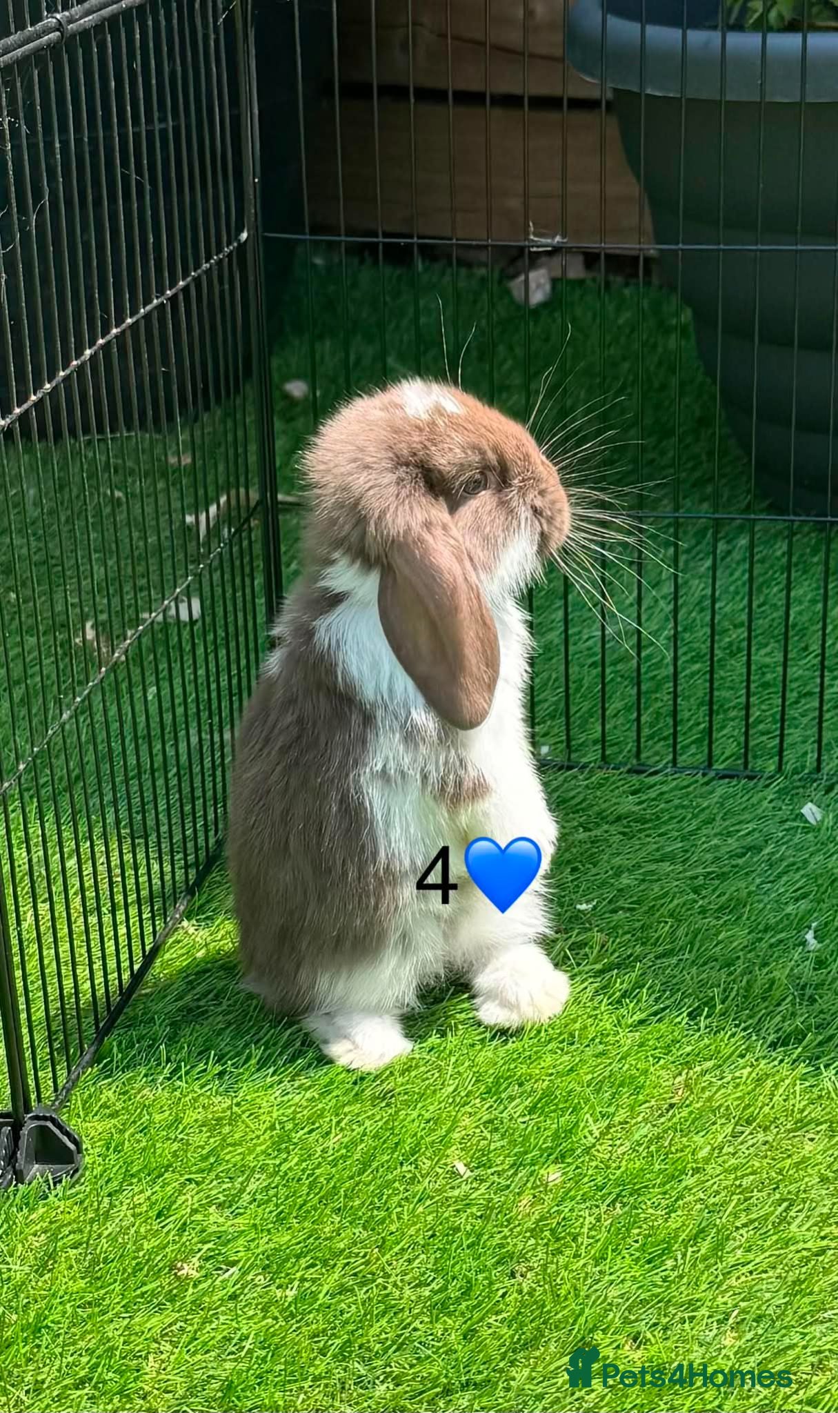 French Lop rabbits Pure French lop - Advert 1