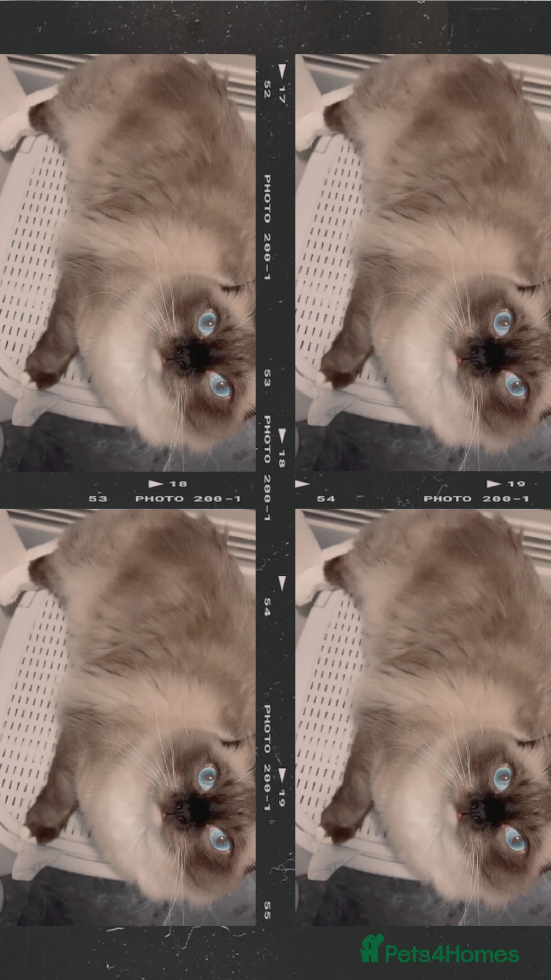 Ragdoll cats for sale: Male ragdoll for sale indoor cat in Southampton - Advert 5