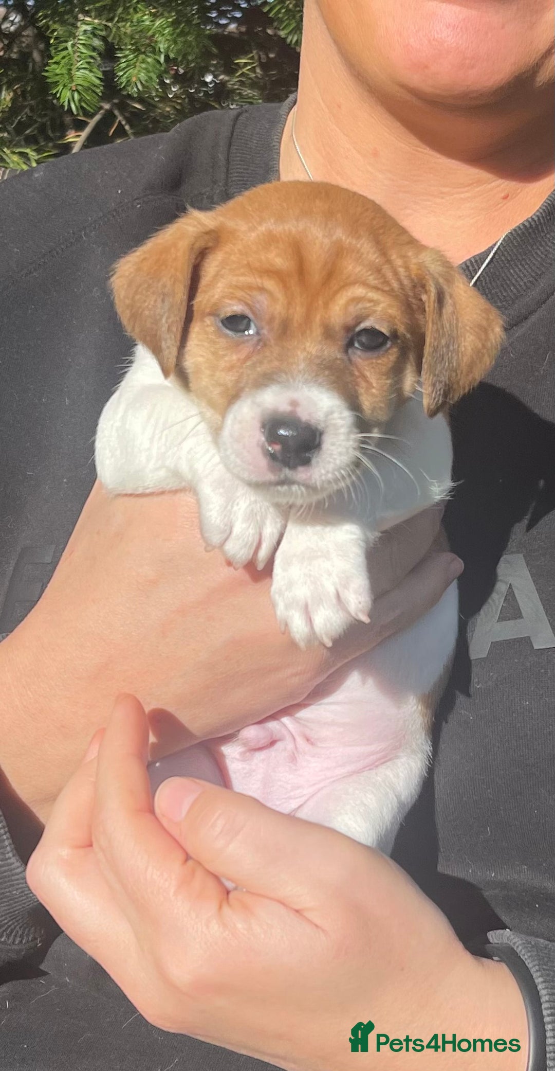 Jack Russell dogs for sale: Stunning Jack Russell puppies - Advert 23
