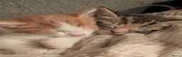 Mixed Breed cats for sale: 🐱 2 Gorgeous Female Kittens – Ready 12th July 🏡 in Hatfield - Advert 6