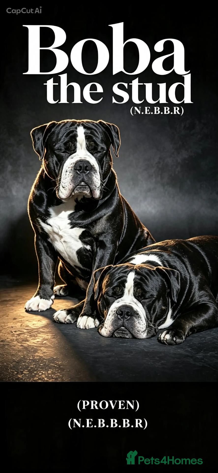Olde English Bulldogge dogs Mr Boba  - Advert 7