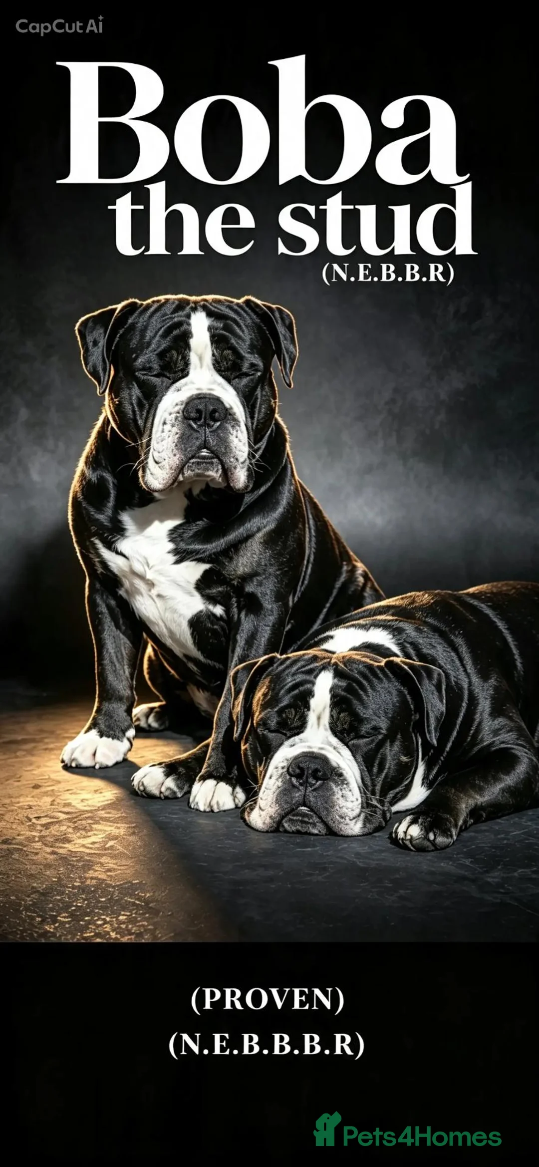 Olde English Bulldogge dogs for stud: Mr Boba  - Advert 1