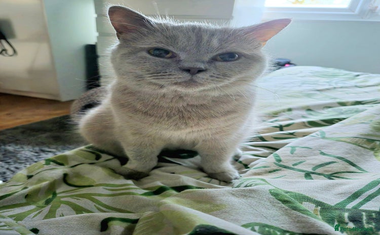 British Shorthair cats - Advert 1