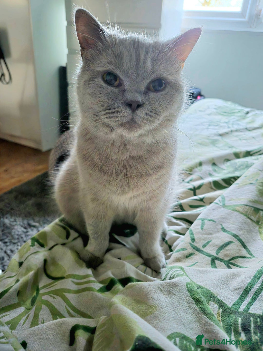 British Shorthair cats for sale: Aura.  - Image 1