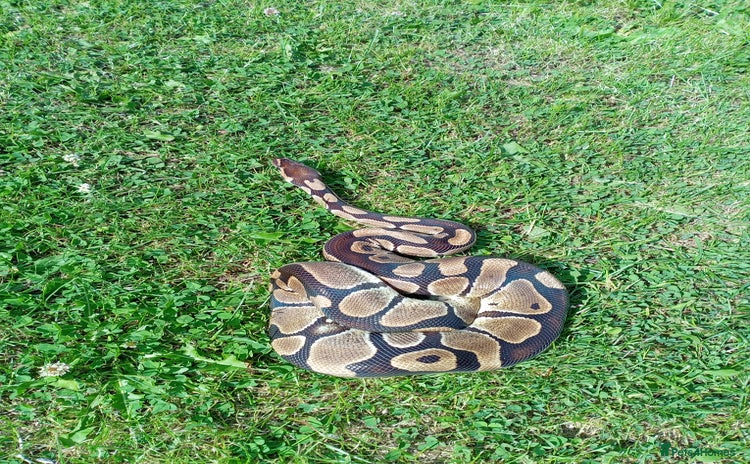 Python Snake reptiles - Advert 7