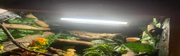 Gecko reptiles for sale: 3 GORGEOUS ADULT CRESTED GECKOS - Advert 7