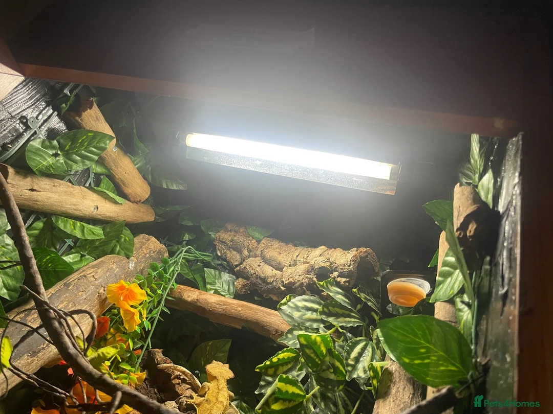 Gecko reptiles for sale: 3 GORGEOUS ADULT CRESTED GECKOS - Advert 7